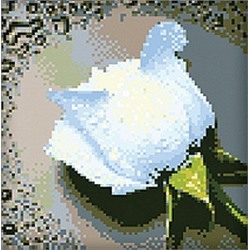 АЖ.024 "Белая роза"