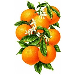 АЖ.1091 "Гроздь апельсинов"