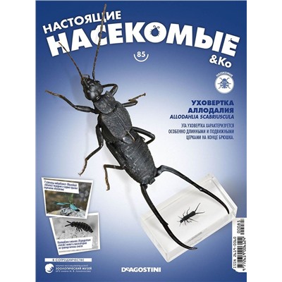 Журнал № 85 "Настоящие насекомые" (Уховертка аллодалия)