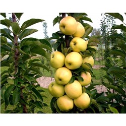 Яблоня колонновидная Искорка, Горшок P9 0,8 литра, Лето 2024