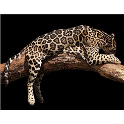 Декобокс Леопард  39*50 см (с поталью)