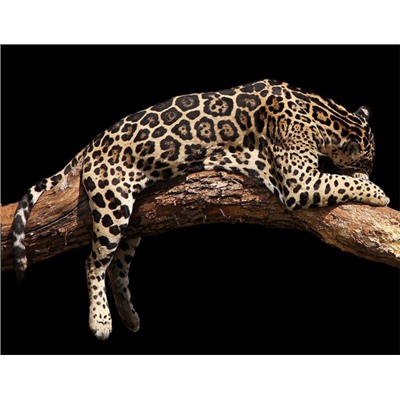 Декобокс Леопард  39*50 см (с поталью)