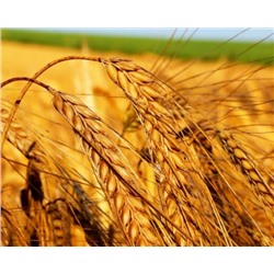Масло Зародышей Пшеницы нерафинированное, 50мл
