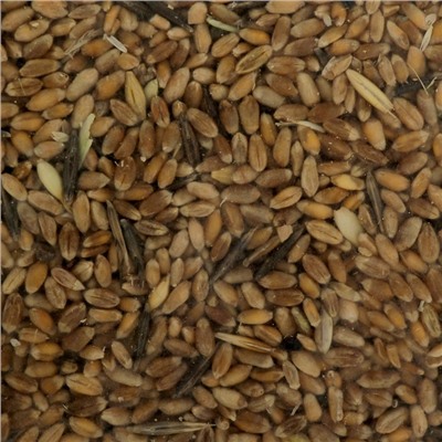 Семена Пшеница "Поспелов", 1 кг