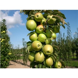 Яблоня колонновидная Икша, Горшок P9 0,8 литра, Лето 2024