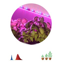 Светодиодная лента для растений ЭРА FITO-Strip Light-RB-2m красно-синего спектра, 2 м, IP65 с адапте