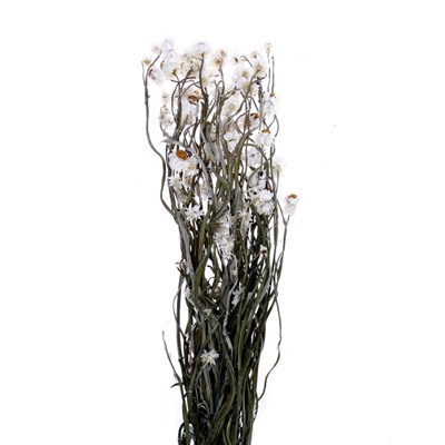 Сухоцвет «Хризантема», 60 г в упаковке