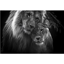 Декобокс. Лев и львица. (горизонт) 60*90 см с поталью