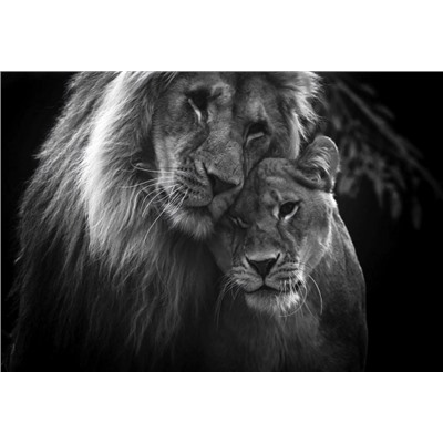 Декобокс. Лев и львица. (горизонт) 40*50 см с поталью