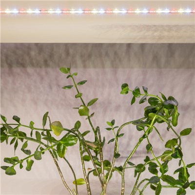Светодиодная лента для растений ЭРА FITO-Strip Light-Rа90-3m полного спектра 3м IP65, с адаптером 12
