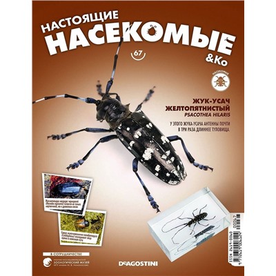 Журнал №67 "Настоящие насекомые" С ВЛОЖЕНИЕМ! Жук-усач желтопятнистый