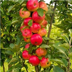 Яблоня колонновидная Арбат, Горшок P9 0,8 литра, Лето 2024