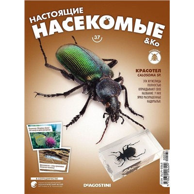 Журнал №37 "Настоящие насекомые" (Красотел)