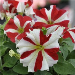 Семена цветов Петуния крупноцветковая Танго Ред Стар 1000 шт