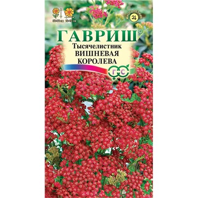 Тысячелистник Вишнёвая королева