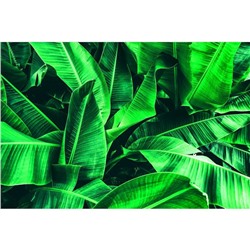 Фотобаннер, 250 × 200 см, с фотопечатью, люверсы шаг 1 м, «Большие листья»