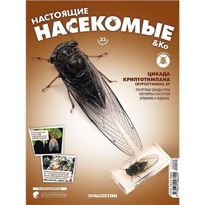Журнал № 33 "Настоящие насекомые" (Цикада Криптотимпана)