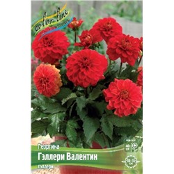 Семена луковичные цветы Color Line Георгина Гэллери Валентин
