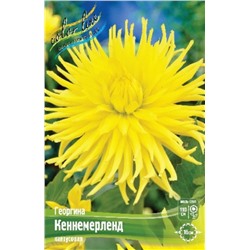 Семена луковичные цветы Color Line Георгина Кеннемерленд, полукактус