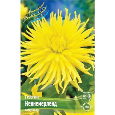 Семена луковичные цветы Color Line Георгина Кеннемерленд, полукактус