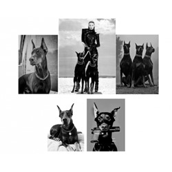 Комплект Доберманы из 5 картин с поталью