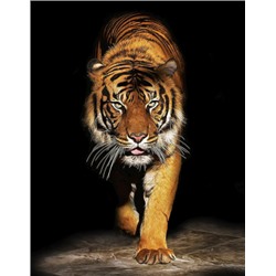 Декобокс  Тигр 50*70 см (с поталью)