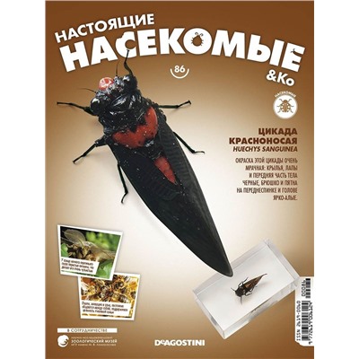 Журнал № 86 "Настоящие насекомые" (Цикада Красноносая)