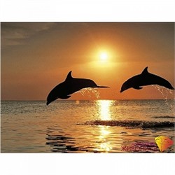 АЖ.1089 "Игры дельфинов"