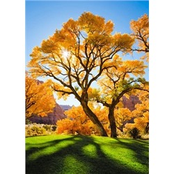 АЖ.1166 "Осеннее дерево"