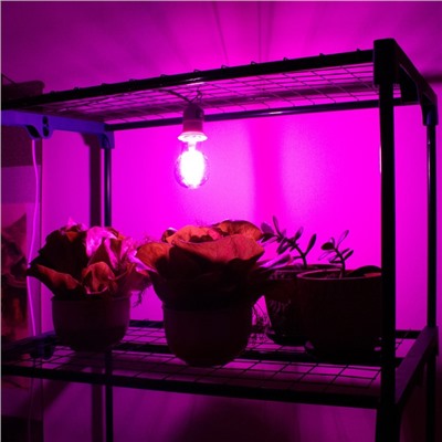 Фитолампа светодиодная, для растений, А60, 8 Вт, 360°, филаментная